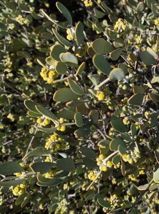 Jan 21 - Did you know Jojoba plants are either male or female? Yep. This one is male and quite prolific. Jan 21 - Did you know Jojoba plants are either male or female? Yep. This one is male and quite prolific.